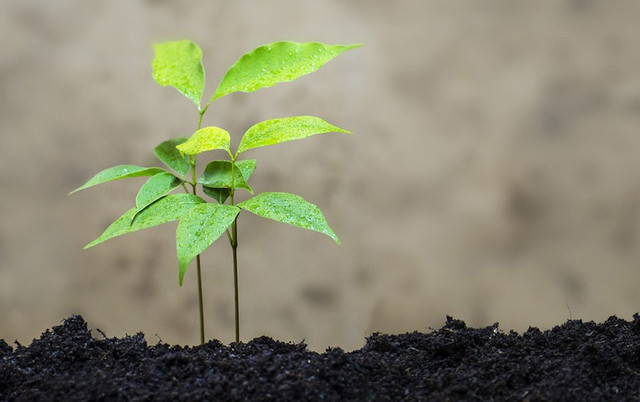 Родючість грунту - це здатність грунту задовольняти потреби рослин. грунт, родючість грунту, як покращити родючість грунту, причини погіршення родючості грунту, як збільшити родючість грунту