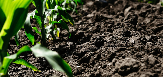 Причини погіршення родючості грунту грунт, родючість грунту, як покращити родючість грунту, причини погіршення родючості грунту, як збільшити родючість грунту