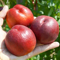 Нектарин 3-х річний "Біг Топ" (середній, зимовостійкий, великоплідний)