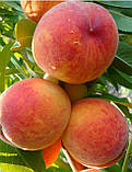 3-х річний Персик "Ред Хевен" (літній сорт, середній термін дозрівання), фото 2