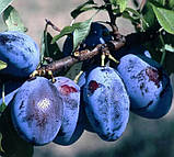 Слива 3-х річна "Угорка" (пізній строк достигання), фото 2