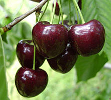 Черешня 3-х річна "Регіна" ( пізній термін дозрівання )