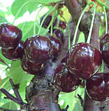 Черешня 3-х річна "Мелітопольська чорна" великоплідна (ранній термін дозрівання), фото 2