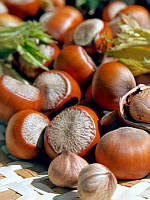 Новинка! Фундук "Танго" Польської селекції (дуже смачний сорт)