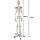 Анатомічний скелет людини 1:1 170-180см Malatec 22583, фото 6