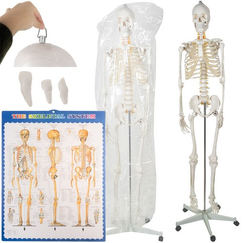 Анатомічний скелет людини 1:1 170-180см Malatec 22583