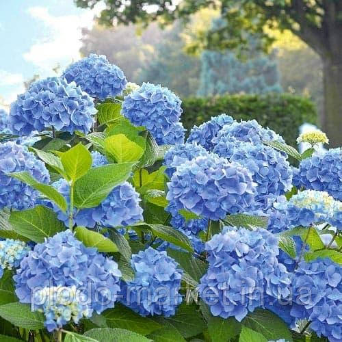 Гортензія великолиста блакитна "Блакитна ніжність" (Blue tenderness), фото 1