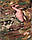 Кофта флис Худі з липучками з посиленням з софтшеллу мультикам, фото 4