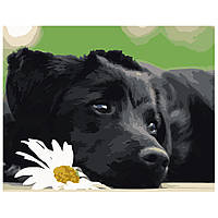 Картина по номерам Strateg ПРЕМИУМ Черное щенок с лаком размером 40х50 см VA-0518