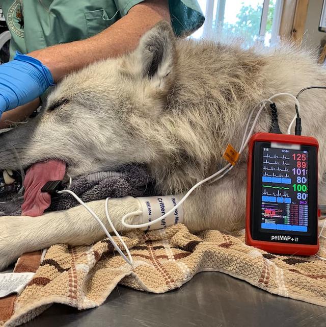 Ветеринарный монитор petMAP +II ( 7457 ) NIBP, HR, Temp, SpO2