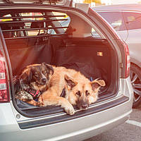 Автомобіль з ковдрою для собак