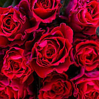 Саджанці троянди бордюрна Ель Торо (El Toro)