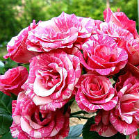 Саженцы бордюрной розы Пинк Флеш (Pink Flash)