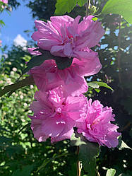 Насіння гібіскусу деревовидного Arden's 30 шт.