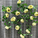 Ліана плетуча троянда Остін Люкс салатна 280 см, фото 2