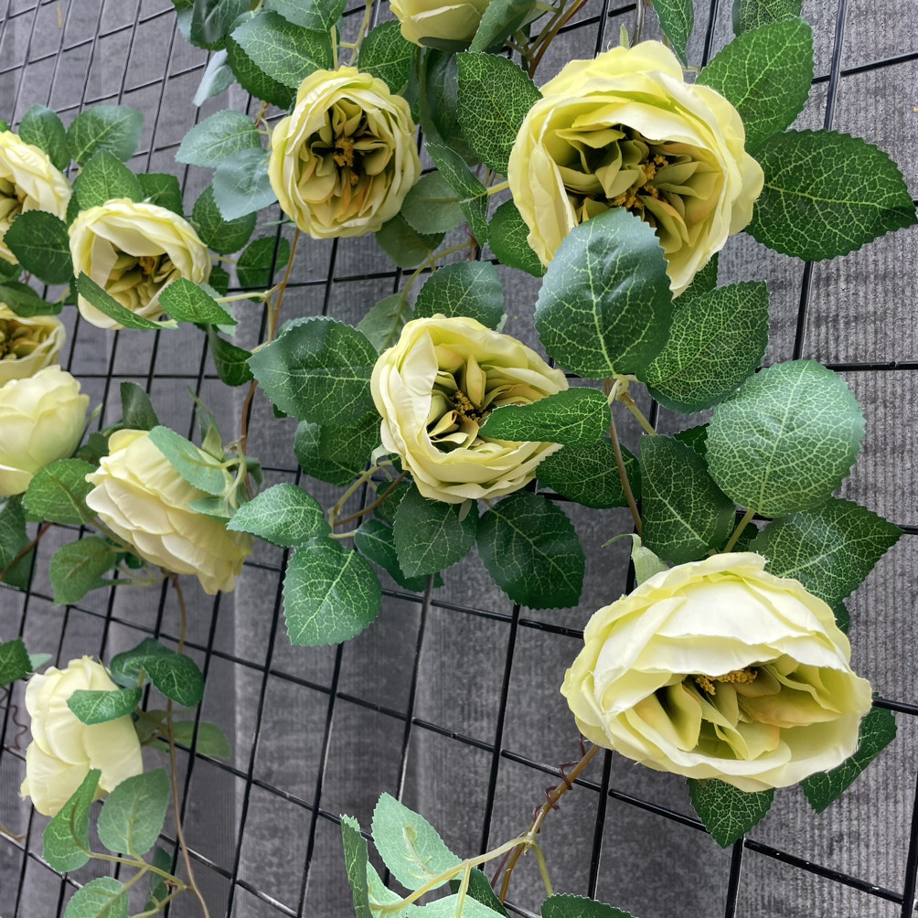 Ліана плетуча троянда Остін Люкс салатна 280 см