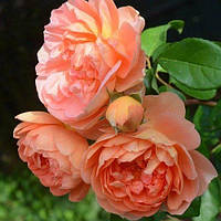 Саженцы английской розы Пэт Остин (Rose Pat Austin)