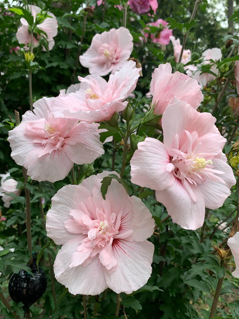 Насіння гібіскусу деревовидного Pink Chiffon