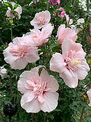 Насіння гібіскусу деревовидного Pink Chiffon
