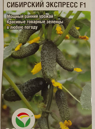 Насіння Огірок партенокарпічний Сібірський експрес F1,7 насінин, фото 2