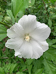 Насіння гібіскуса деревовидного Totus Albus 30 шт.