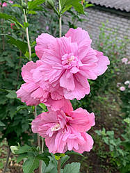 Насіння гібіскуса деревовидного Red Giant 25 шт.