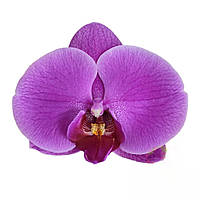 Орхидеи Фаленопсис (различные цвета и размеры)