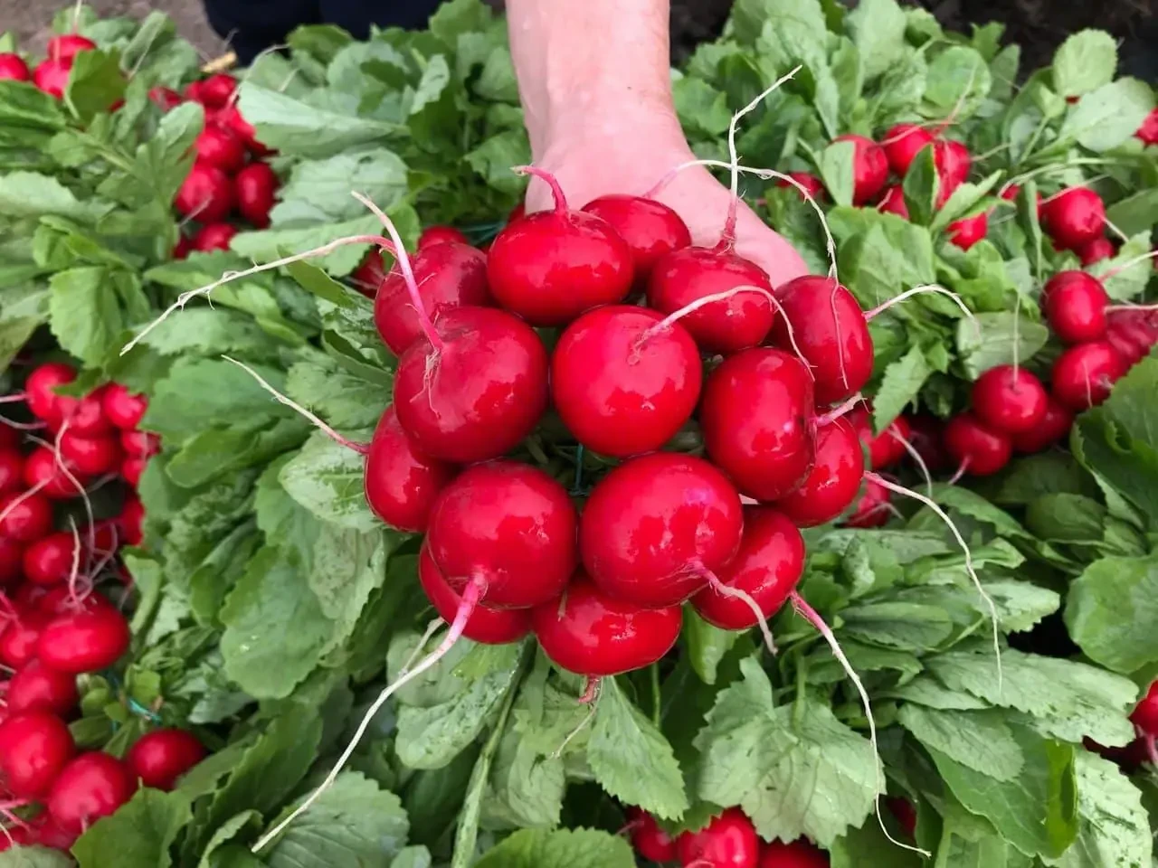 Насіння редису Меліто F1 (Melito F1) Hazera 500гр