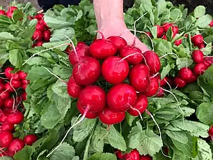 Насіння редису Меліто F1 (Melito F1) Hazera 500гр, фото 1