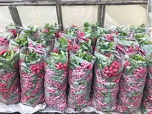 Насіння редису Меліто F1 (Melito F1) Hazera 500гр, фото 2