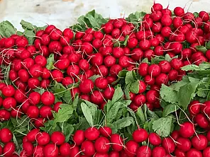 Насіння редису Меліто F1 (Melito F1) Hazera 500гр, фото 3