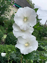 Насіння гібіскуса деревовидного William R. Smith 100 шт.