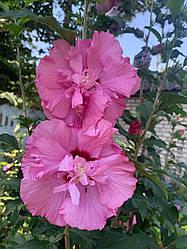 Насіння гібіскуса деревовидного Lucy 15 шт.