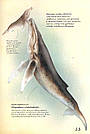 Морські тварини світу. Автор Хуан Карлос Алонсо, фото 10