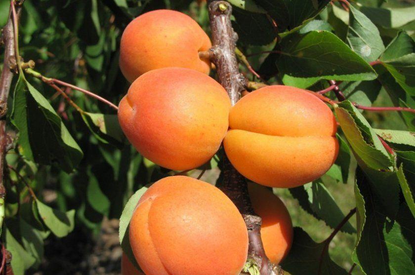 Саженцы абрикоса "Фаворит" (позднеспелый сорт) - фото 1 - id-p2109084512