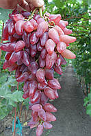 Виноград "Фламенко"