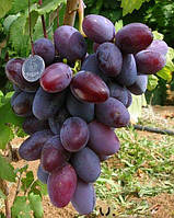 Виноград "Чайна троянда" (рані-середній термін )