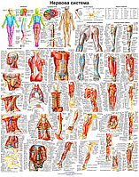 Анатомический плакат Переферическая нервная система человека 86х67