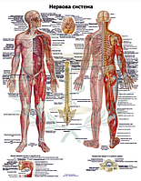 Анатомический плакат Нервная система человека 50х64.5см