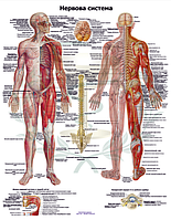 Анатомический плакат Нервная система человека 67*86см