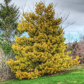 Сосна звичайна Aurea 2 річна, Сосна обыкновенная Ауреа, Pinus sylvestris Aurea