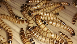 Зоофобус-корм для павуків і екзотичних тварин 20 шт