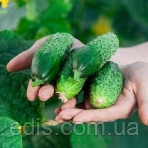 Огірок Теща F1 (букетний, самозапильний) F1 0,3 г, насіння Яскрава, фото 1