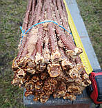 Підщепа Евріка-99. Живець ↔50 см. (Ø8-10 мм). (50 шт)., фото 2