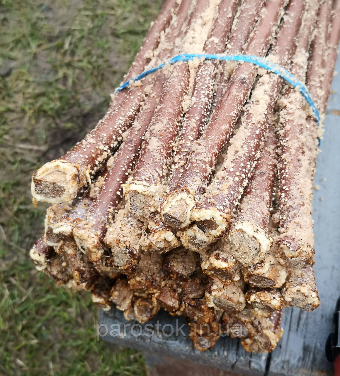 Підщепа Евріка-99. Живець ↔50 см. (Ø8-10 мм). (50 шт)., фото 1