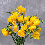 Фрезія махрова жовта 6/7, фото 4