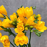 Фрезія махрова жовта 6/7, фото 5