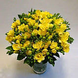 Фрезія махрова жовта 6/7, фото 6