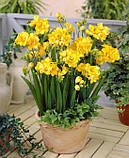 Фрезія махрова жовта 6/7, фото 8