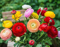 Лютик мікс 5/7